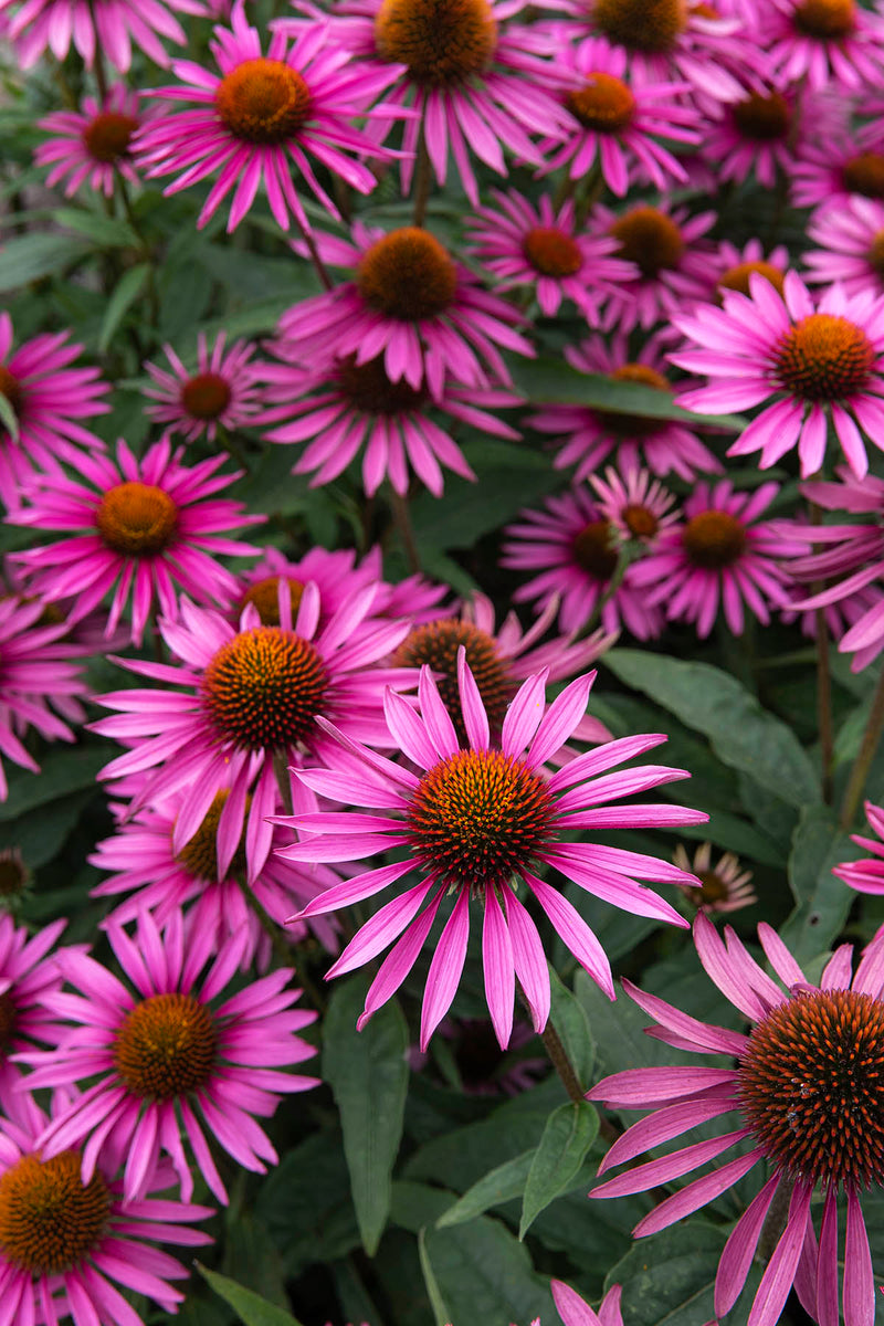Echinacea Pica Bella - 1 Gallon