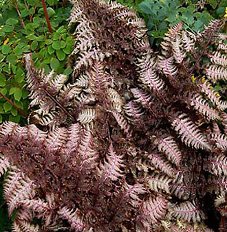 Fern Burgundy Lace - 1 Gallon