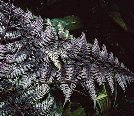 Fern Burgundy Lace - 1 Gallon