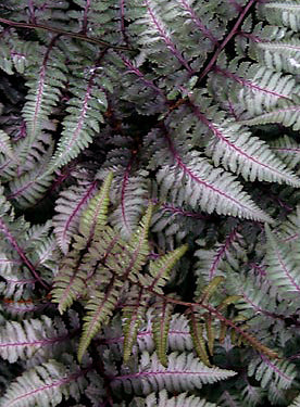 Fern Burgundy Lace - 1 Gallon