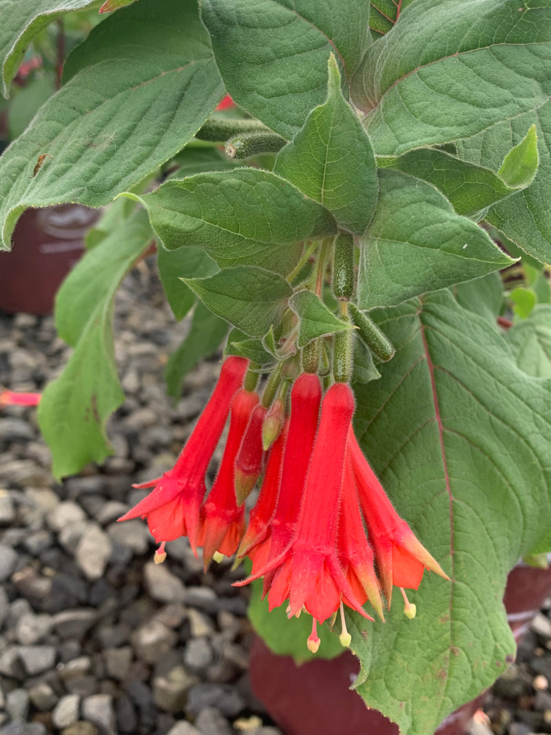 Fuchsia speciosa - 1 Gallon