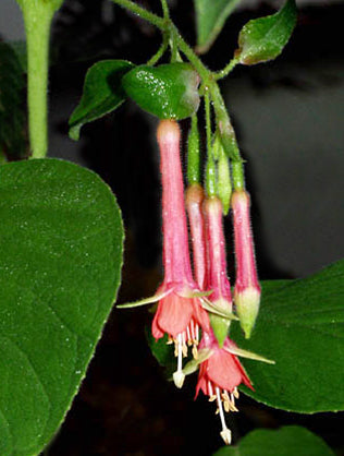 Fuchsia speciosa - 1 Gallon