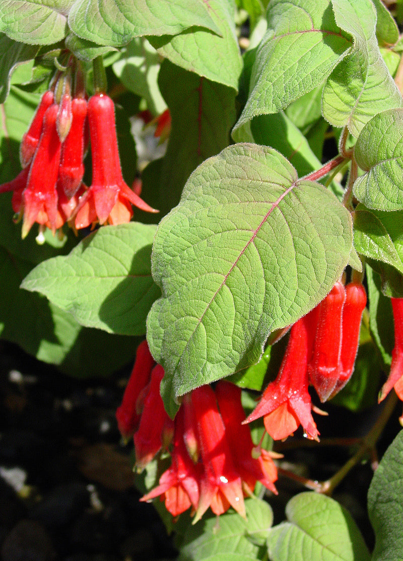 Fuchsia speciosa - 1 Gallon