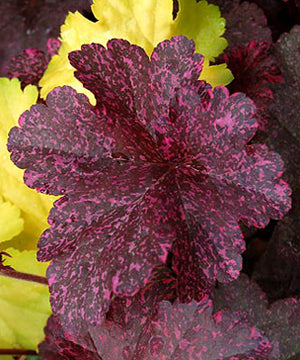 Heuchera Midnight Rose - Quart
