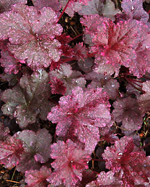 Heuchera Midnight Rose - Quart