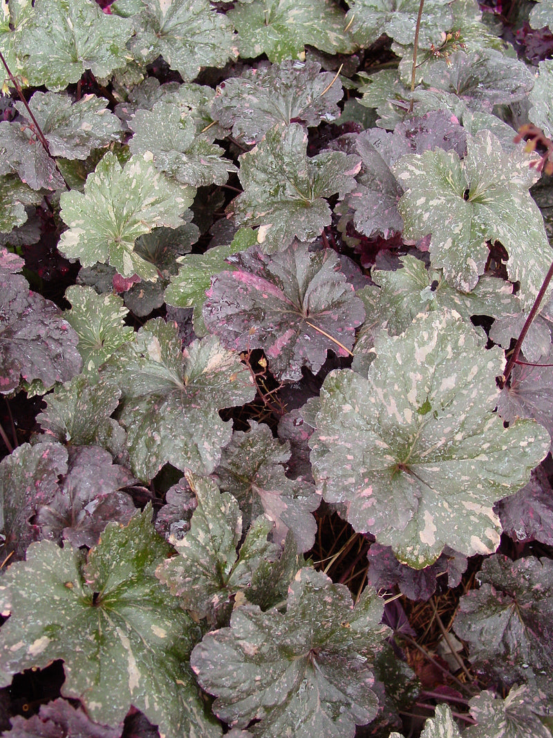 Heuchera Midnight Rose - Quart