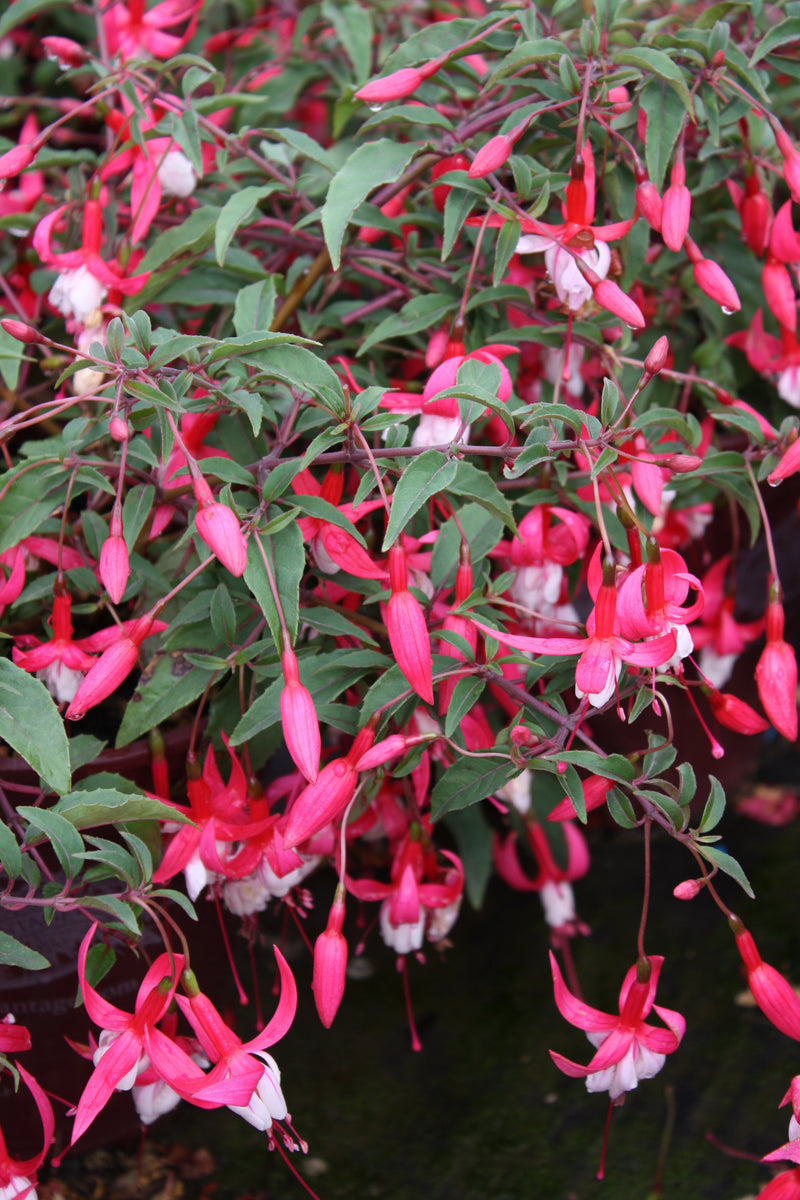 Fuchsia Alice Hoffman - 1 Gallon