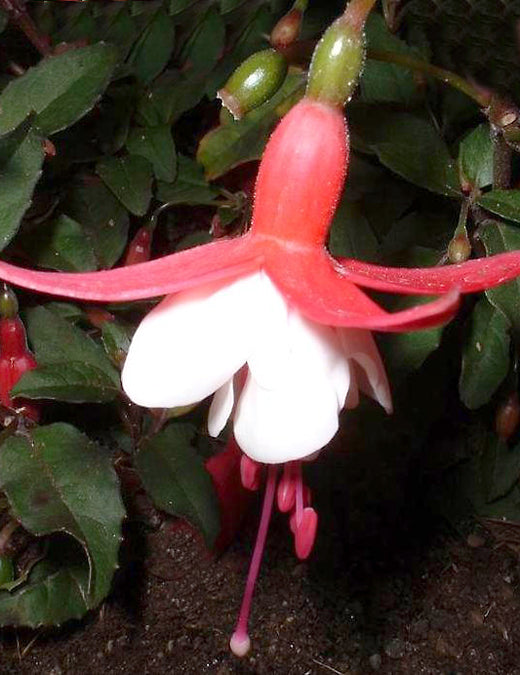 Fuchsia Alice Hoffman - 1 Gallon