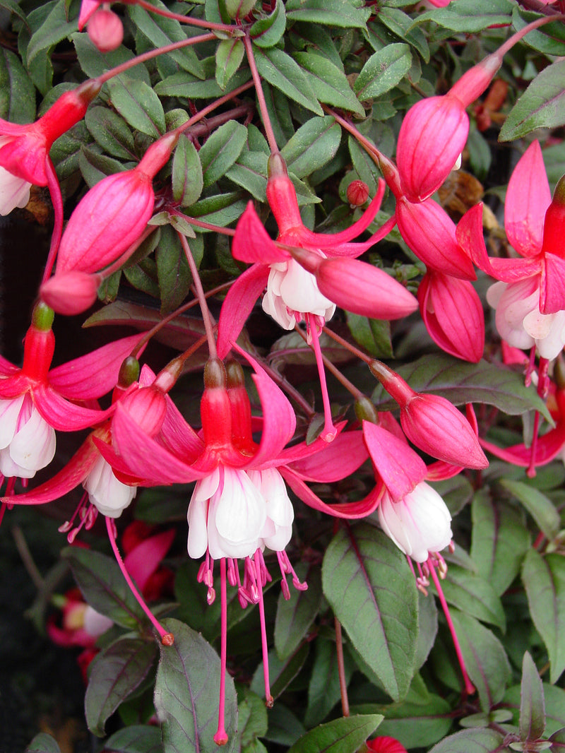 Fuchsia Alice Hoffman - 1 Gallon