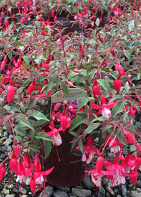 Fuchsia Alice Hoffman - 1 Gallon