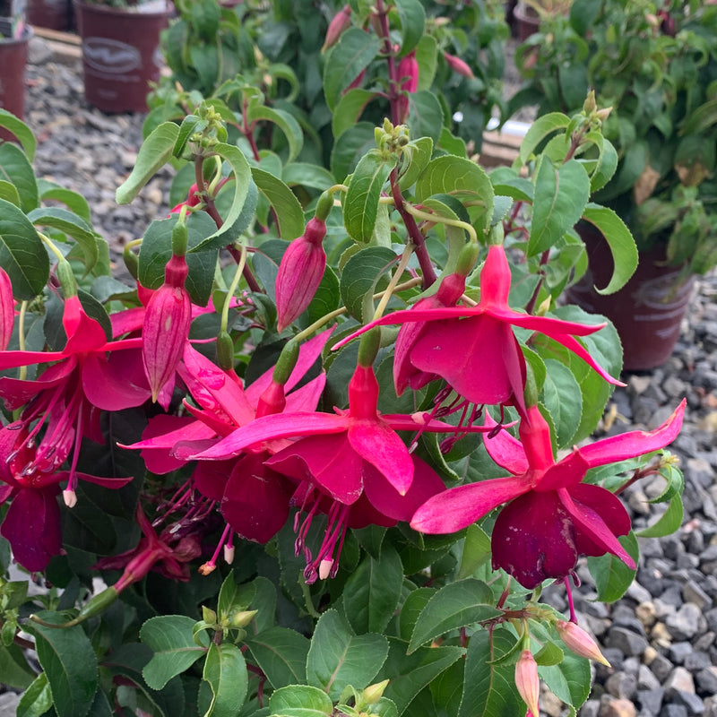 Fuchsia Deltas Groom - 1 Gallon