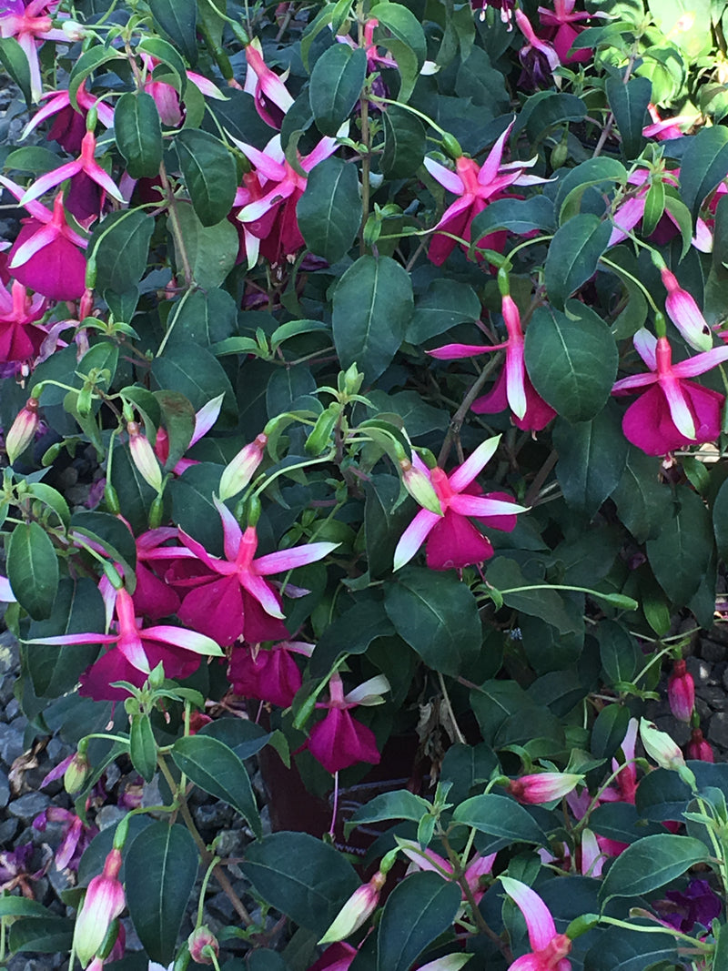 Fuchsia Deltas Groom - 1 Gallon