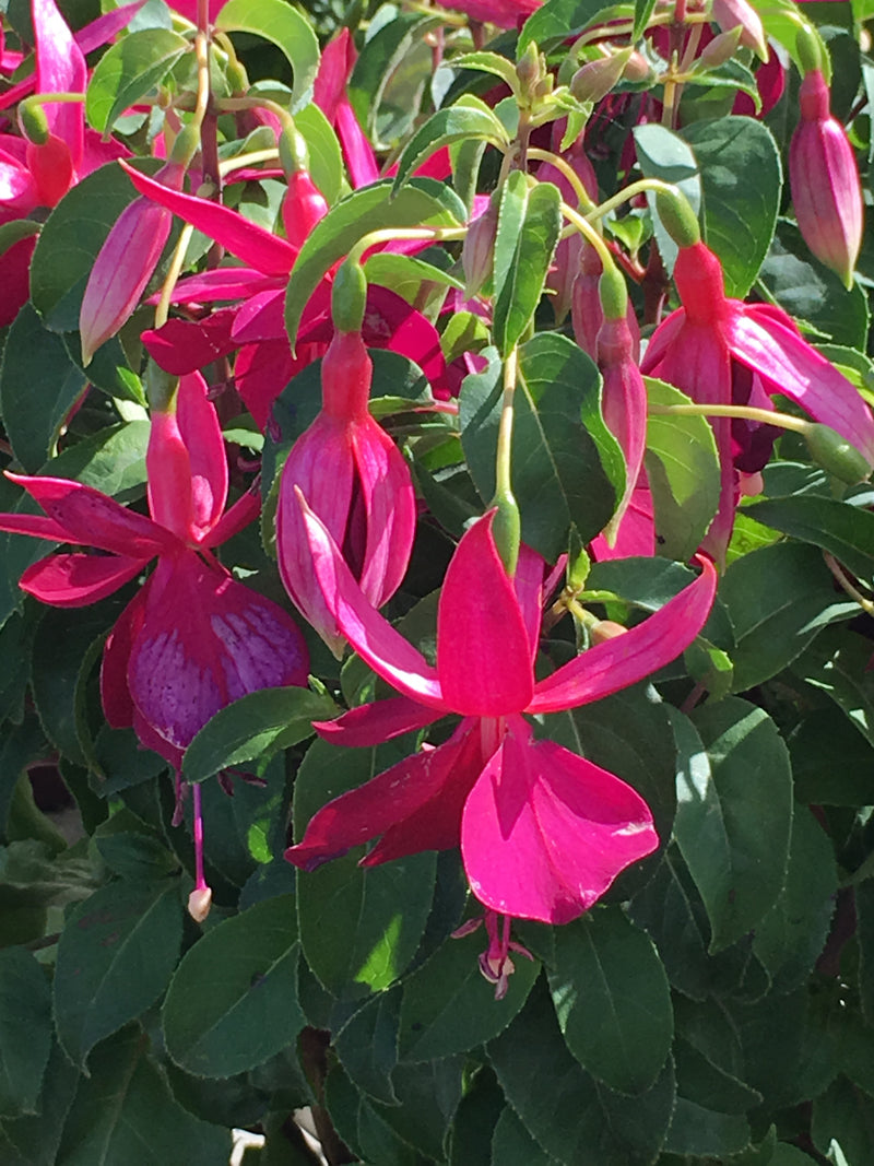 Fuchsia Deltas Groom - 1 Gallon