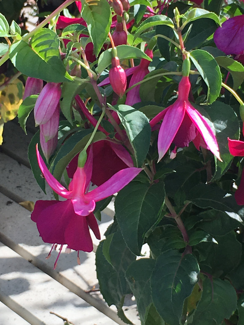 Fuchsia Deltas Groom - 1 Gallon