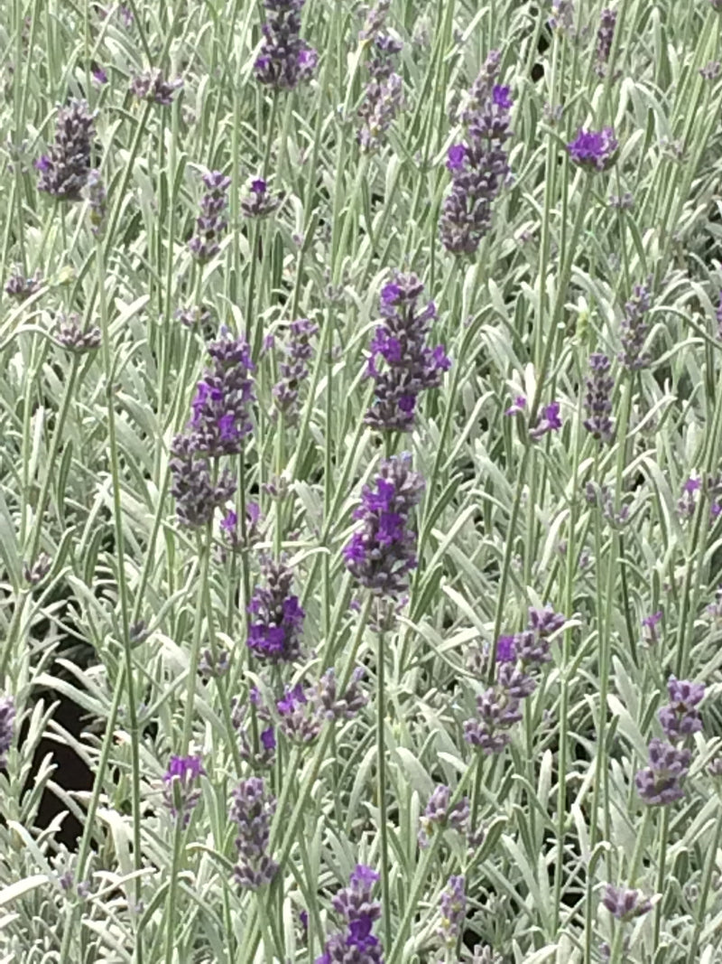 Lavender Richard Grey - Quart