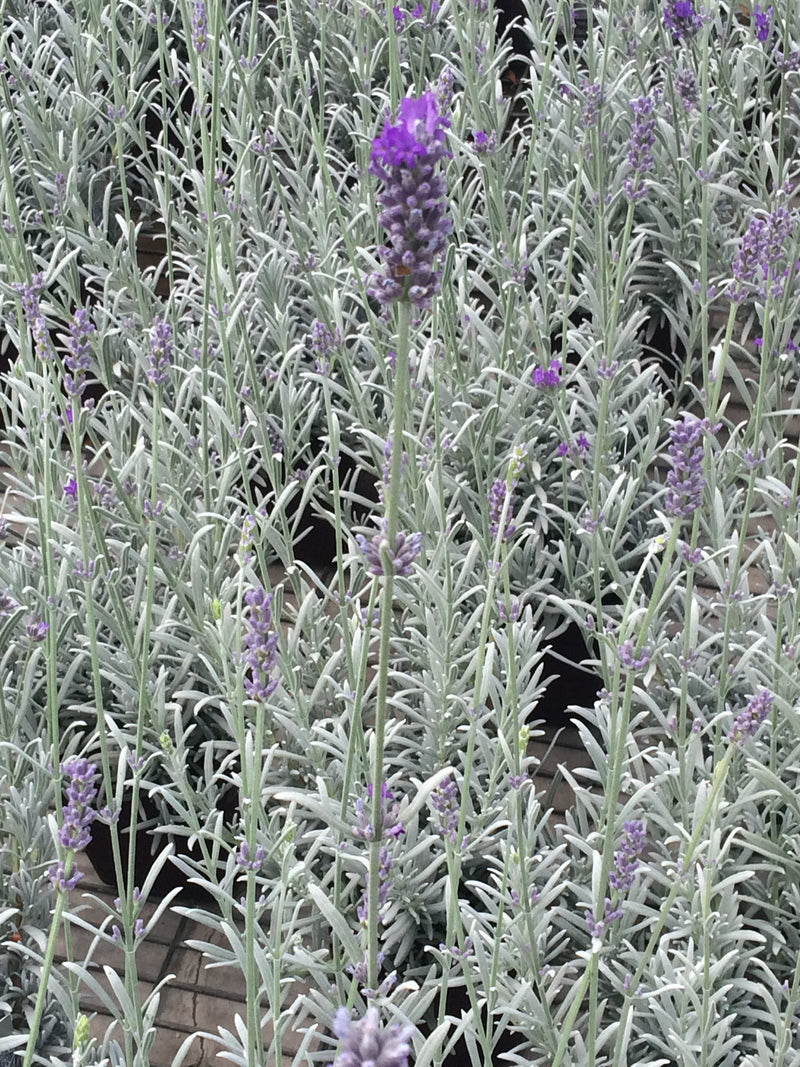 Lavender Richard Grey - Quart