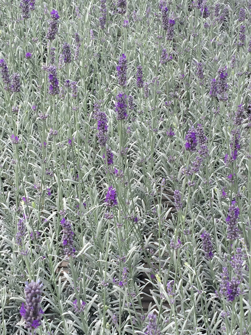 Lavender Richard Grey - Quart