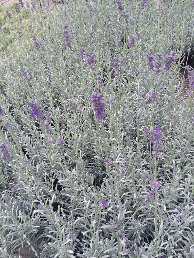 Lavender Richard Grey - Quart