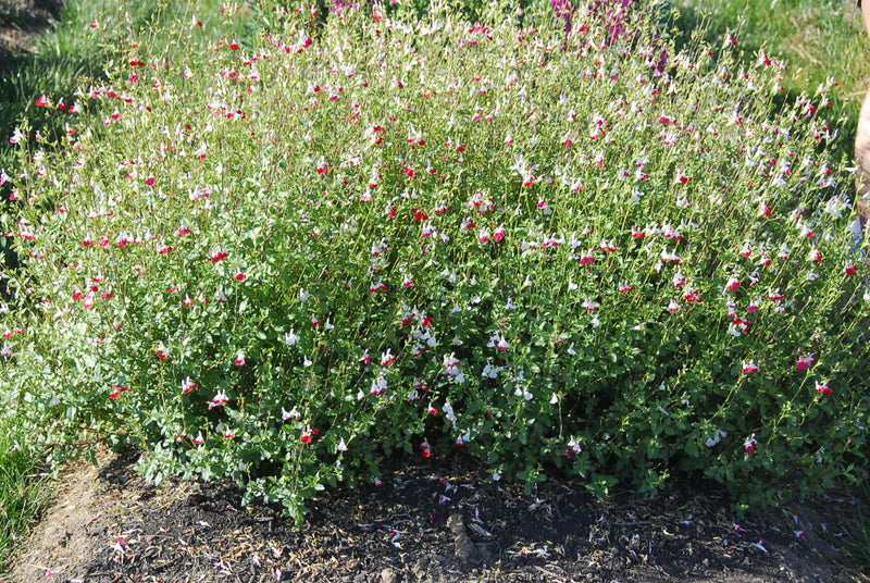 Salvia Hot Lips - 3.5"