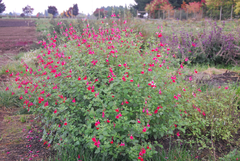 Salvia Hot Lips - 3.5"