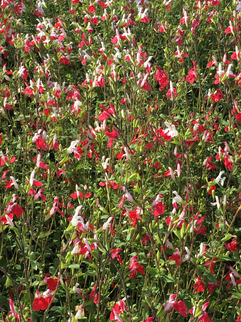 Salvia Hot Lips - 1 Gallon