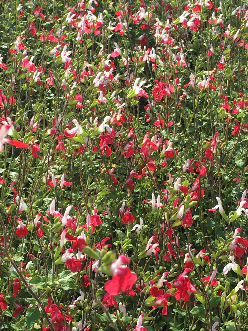 Salvia Hot Lips - 3.5"