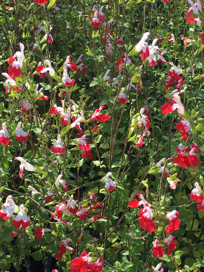 Salvia Hot Lips - 1 Gallon