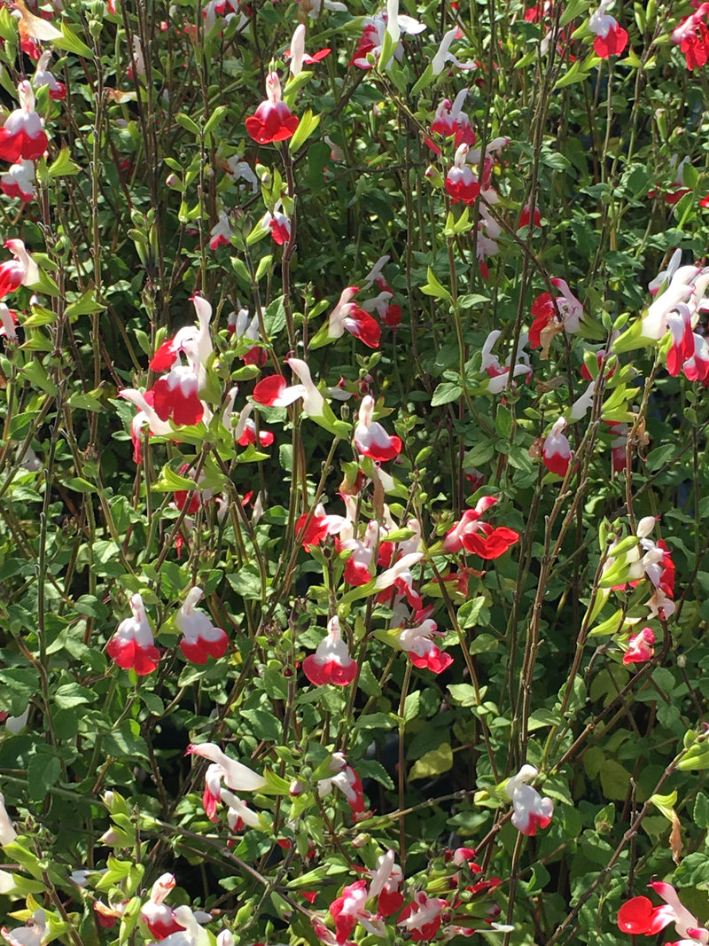 Salvia Hot Lips - 3.5"