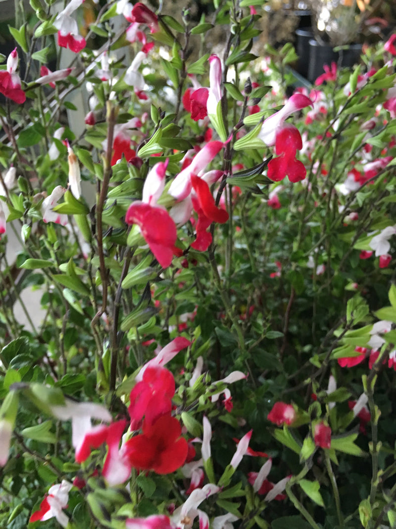Salvia Hot Lips - 1 Gallon