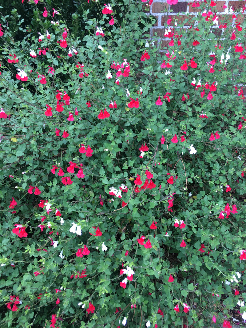 Salvia Hot Lips - 1 Gallon
