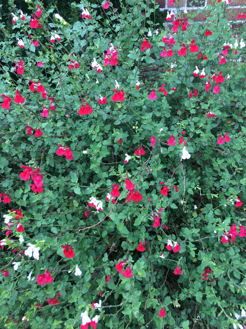Salvia Hot Lips - 3.5"
