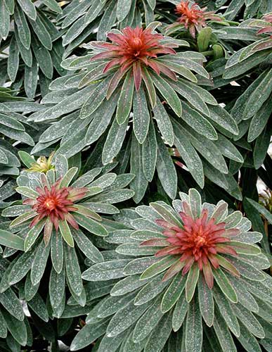 Euphorbia Rudolph - 1 Gallon