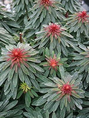 Euphorbia Rudolph - 1 Gallon