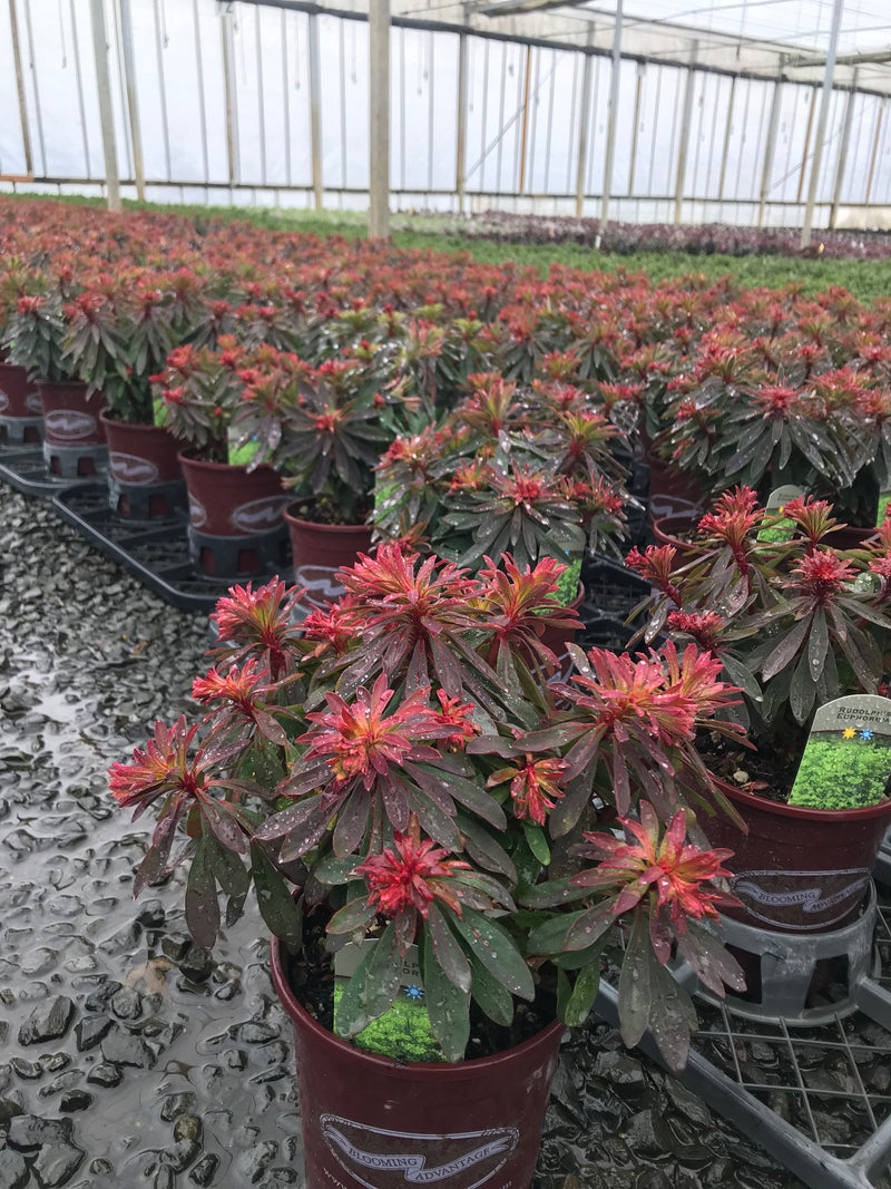 Euphorbia Rudolph - 1 Gallon