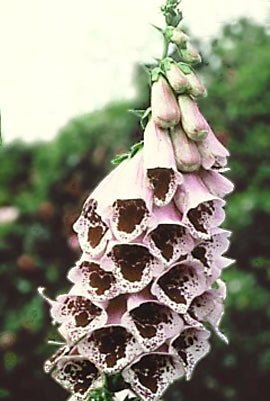 Digitalis Pams Choice - Quart