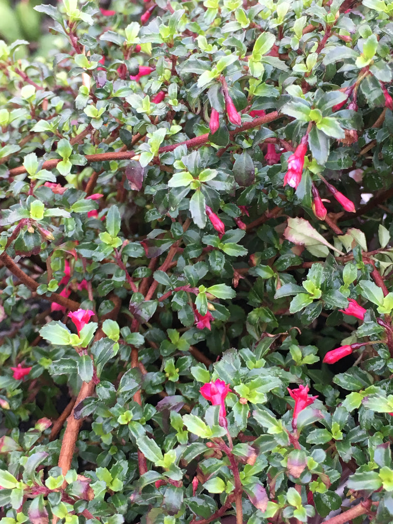 Fuchsia Isis - 1 Gallon