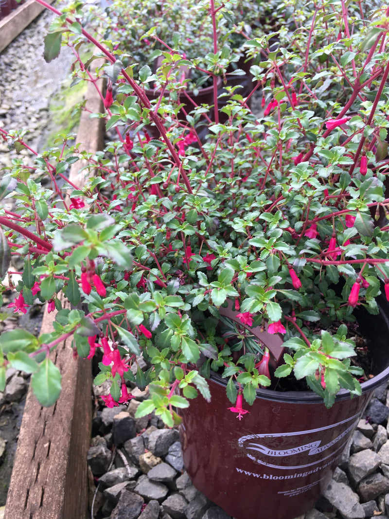 Fuchsia Isis - 1 Gallon