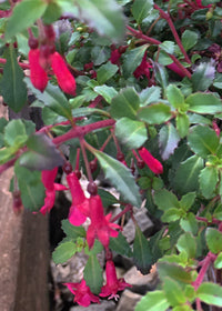 Fuchsia Isis - 1 Gallon