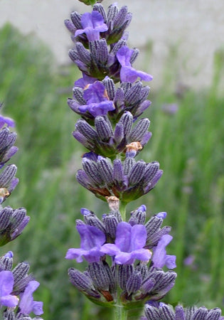Lavender Impress Purple - 1 Gallon