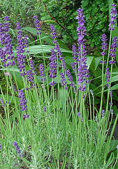 Lavender Impress Purple - 1 Gallon