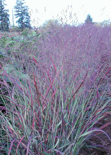 Switchgrass Shenandoah - 1 Gallon