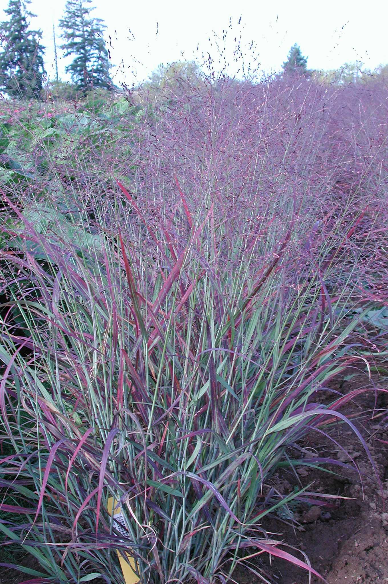 Blooming Junction Switchgrass Shenandoah - Thumbnail 4