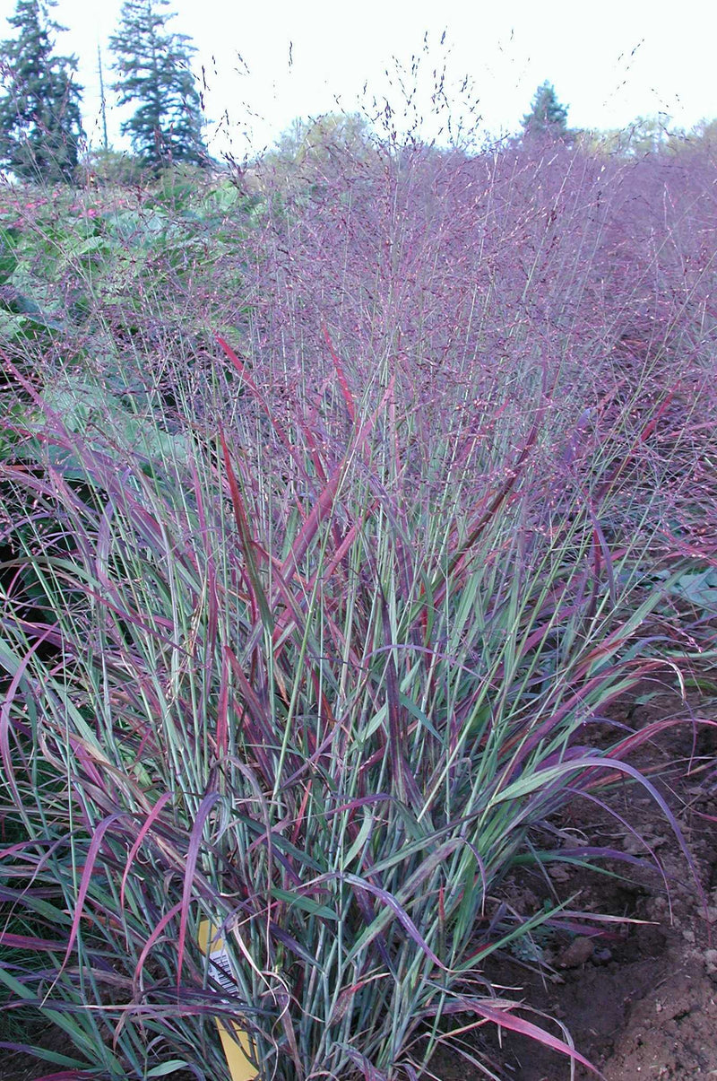 Switchgrass Shenandoah - 1 Gallon