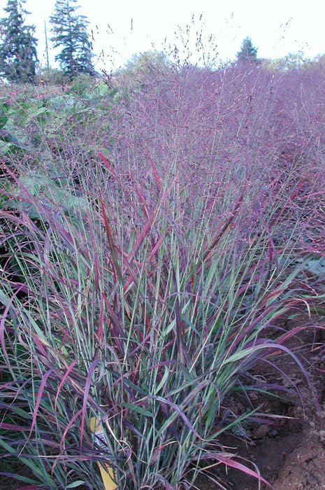 Shenandoah Switchgrass - 1 Gallon