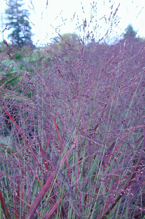 Shenandoah Switchgrass - 1 Gallon