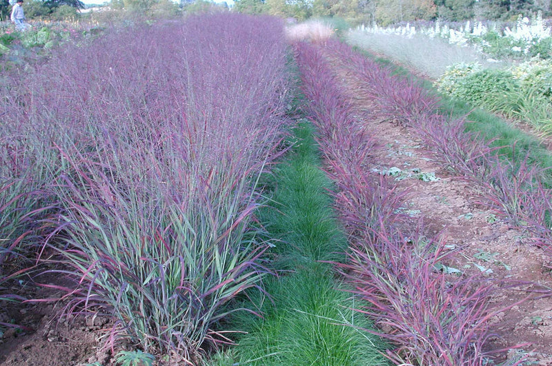 Switchgrass Shenandoah - 1 Gallon