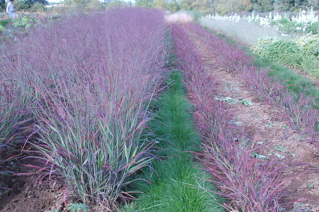 Shenandoah Switchgrass - 1 Gallon