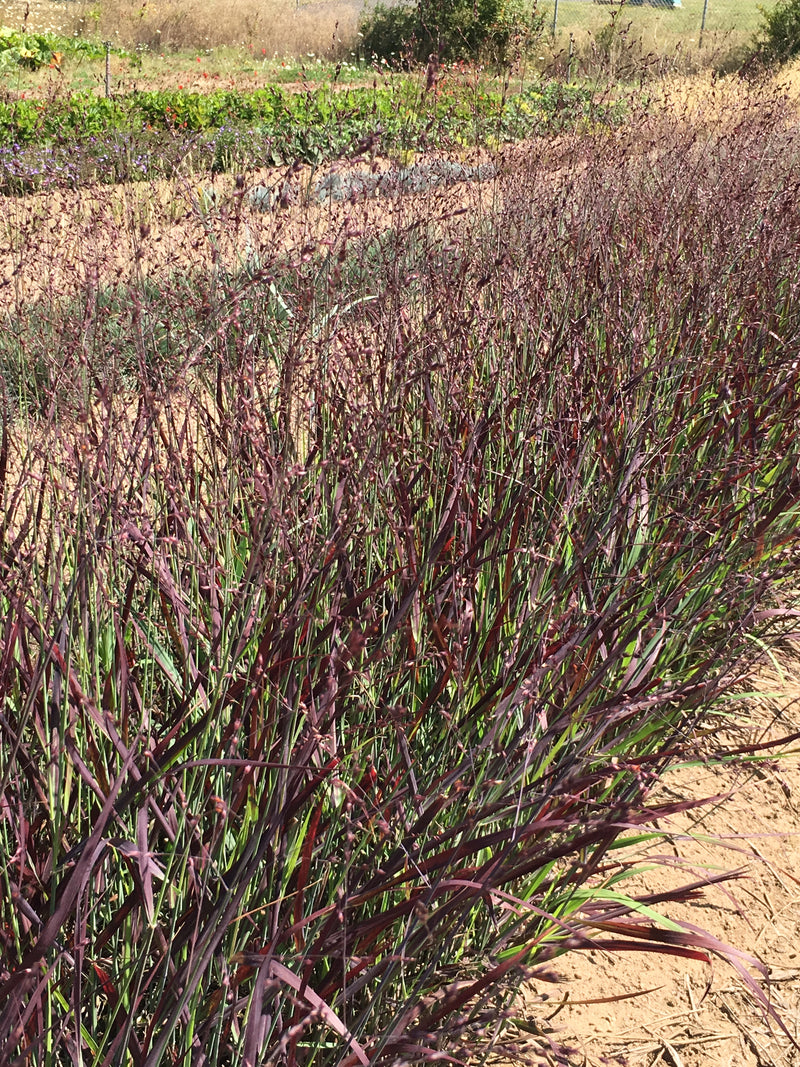 Switchgrass Shenandoah - 1 Gallon