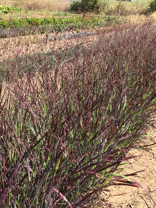 Shenandoah Switchgrass - 1 Gallon