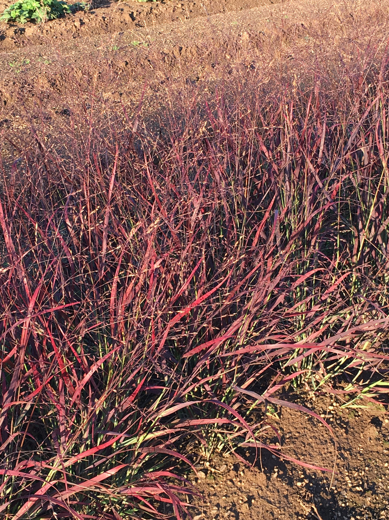 Switchgrass Shenandoah - 1 Gallon
